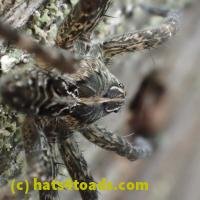 /home//u458753944/public_html/sourcegallery///////Insects and small critters/spiders and kin (Arachnida)/P8110081.JPG